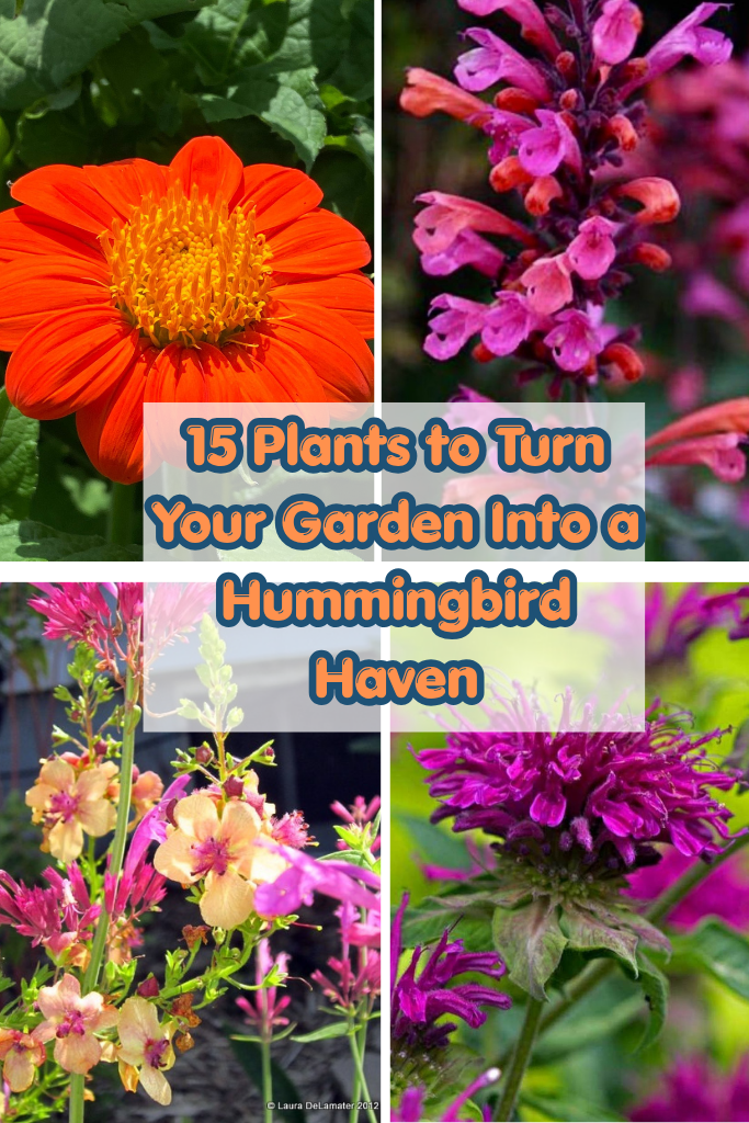 15 Plants to Turn Your Garden Into a Hummingbird Haven