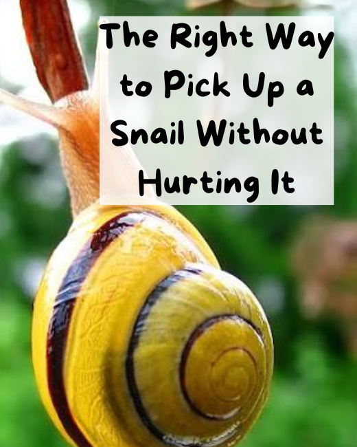 The Right Way to Pick Up a Snail Without Hurting It