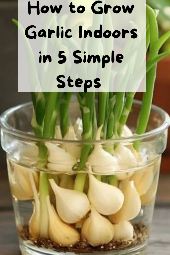 How to Grow Garlic Indoors in 5 Simple Steps